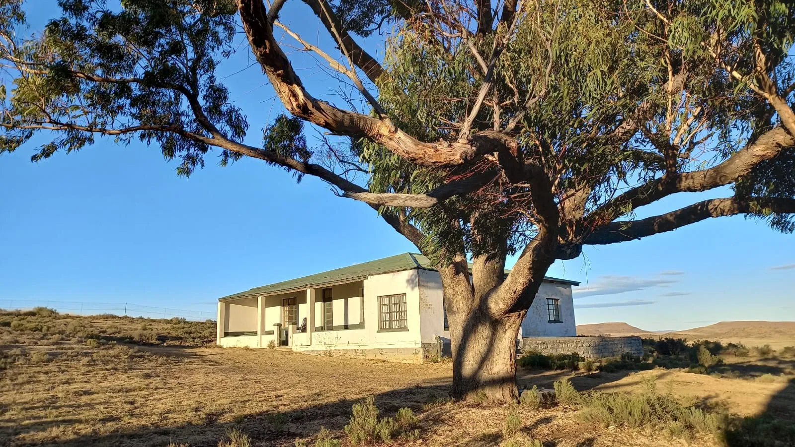 White house with green roof under large tree in dry landscape
