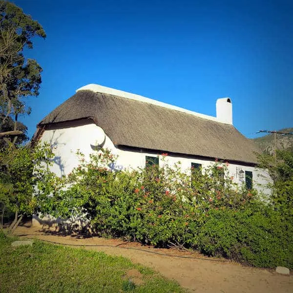 White cottage with a thatched roof and flowering bushes in front