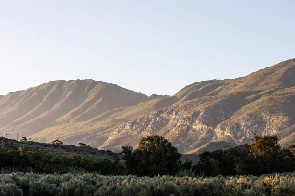 Mountain landscape with trees and shrubs in the foreground at sunset