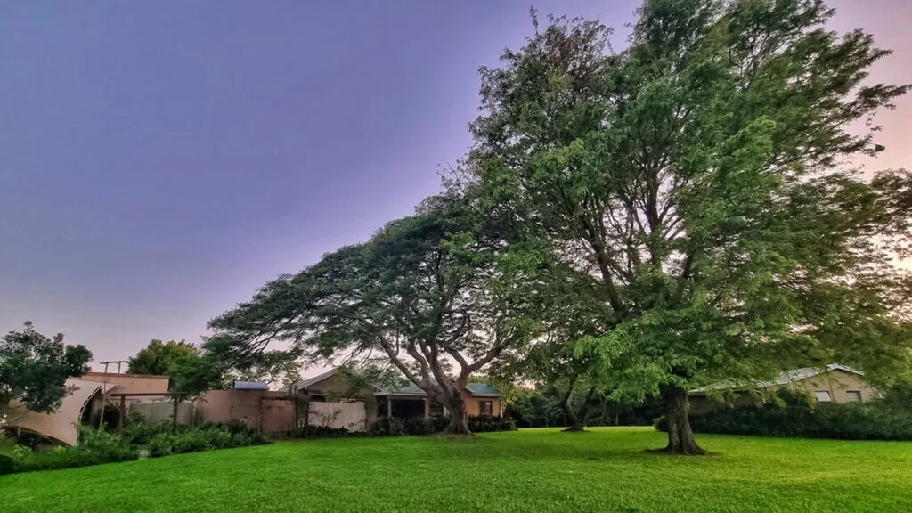Large tree in a grassy yard with houses in the background at sunset