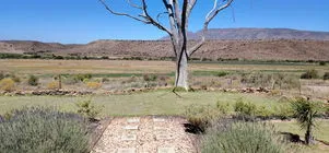A tree in a garden with a stone path and distant hills