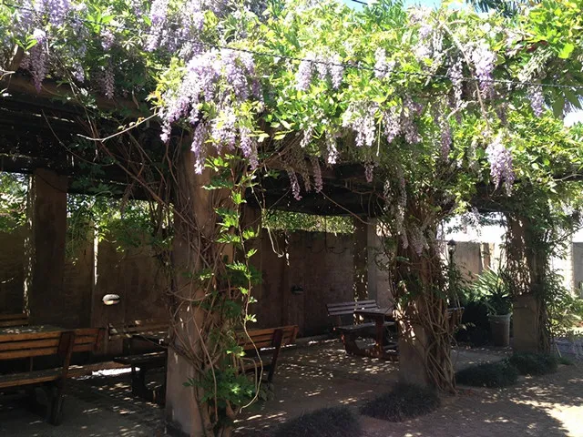 Wooden pergola covered with purple wisteria flowers in a garden setting