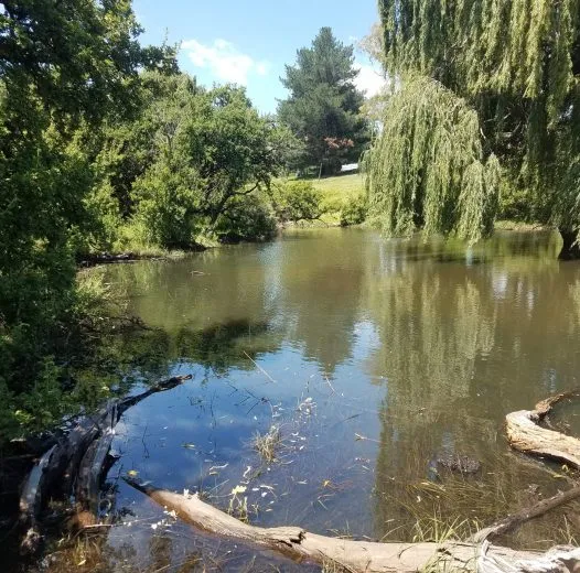 Tranquil pond surrounded by lush greenery and trees