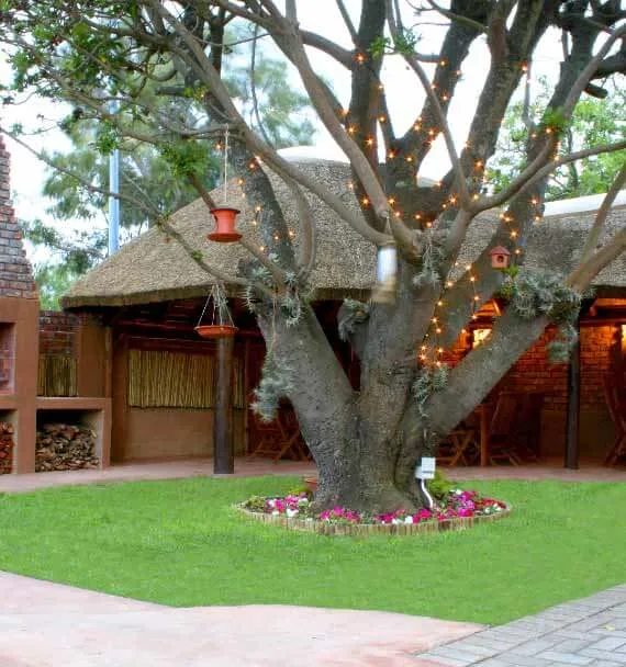A tree with lights in front of a thatchedroof building with a fireplace