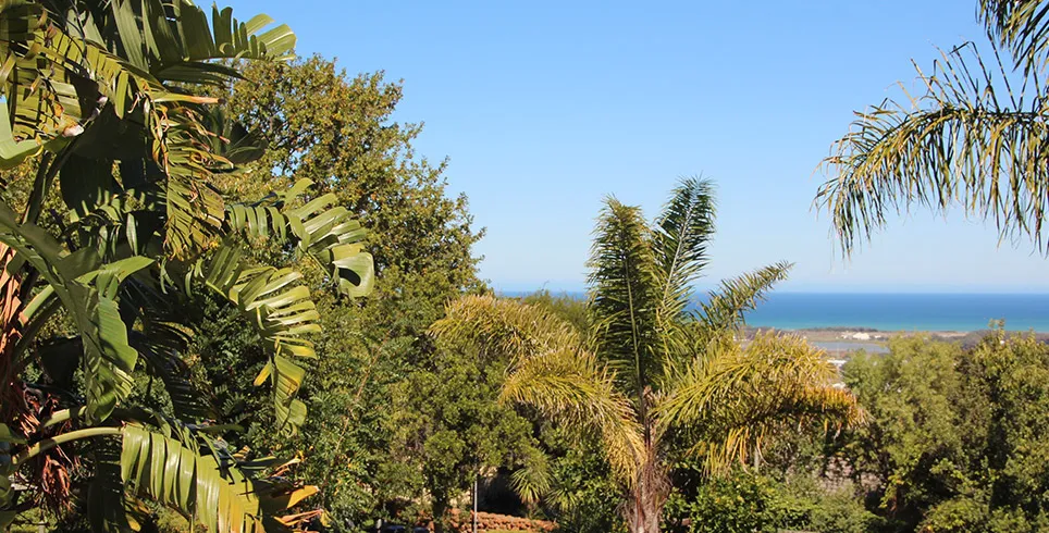 Tropical plants with ocean view in the background on a clear day