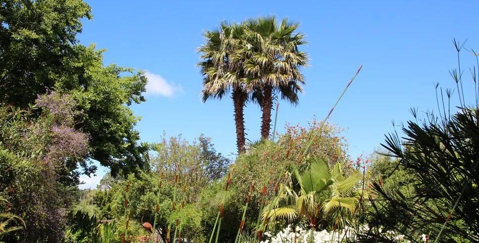 Two tall palm trees surrounded by lush greenery under a clear blue sky