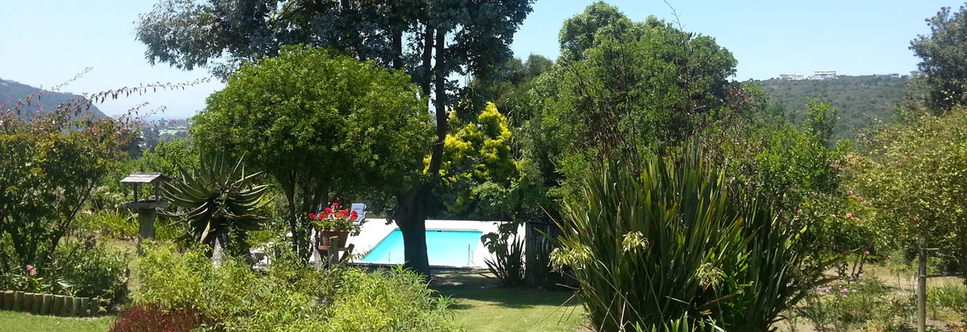Garden with swimming pool trees and shrubs on a sunny day