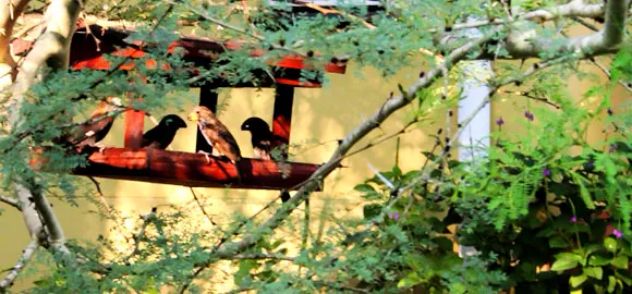 Four birds perched on a red birdhouse surrounded by green foliage