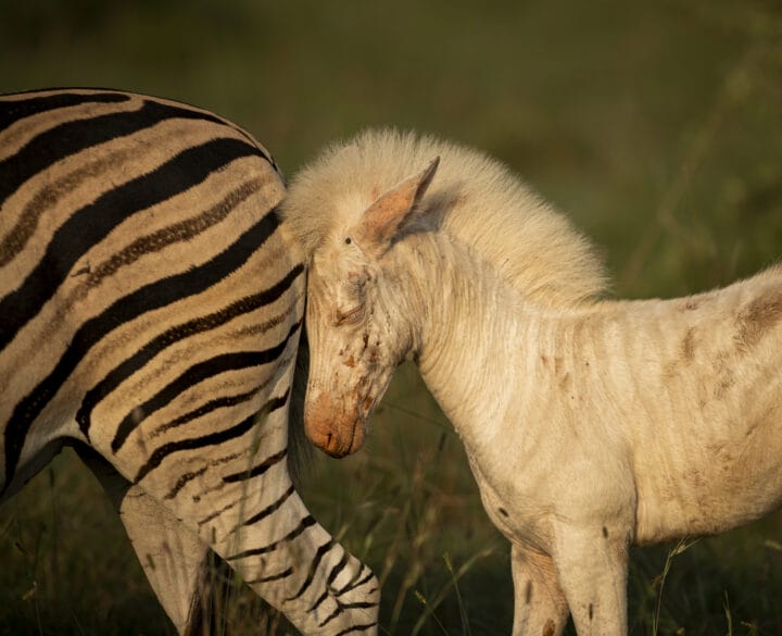 Londolozi Game Reserve
