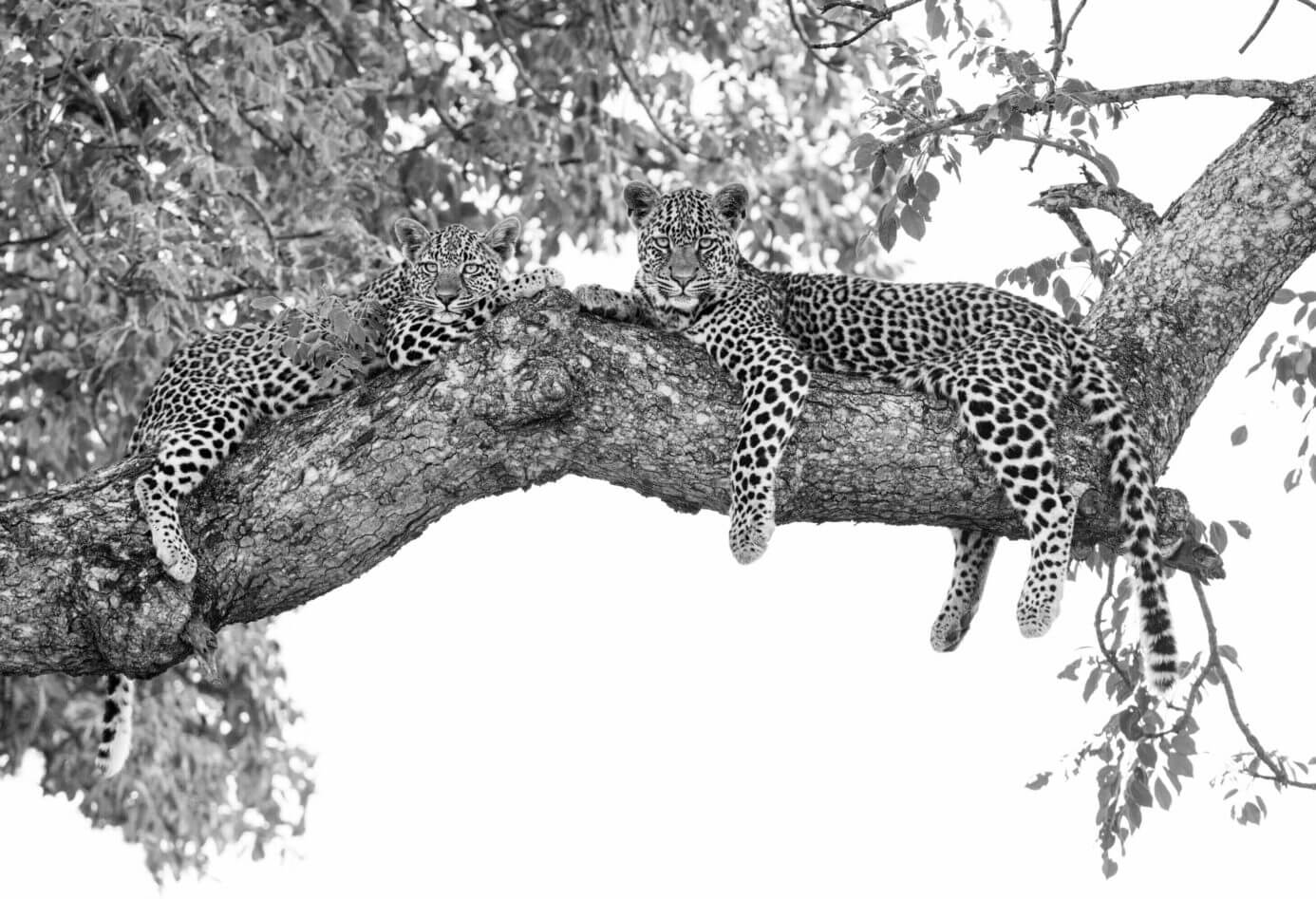 Londolozi Game Reserve