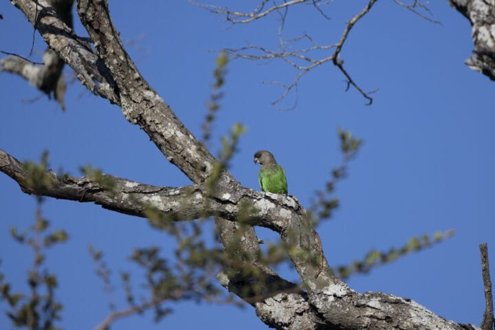 Londolozi Game Reserve