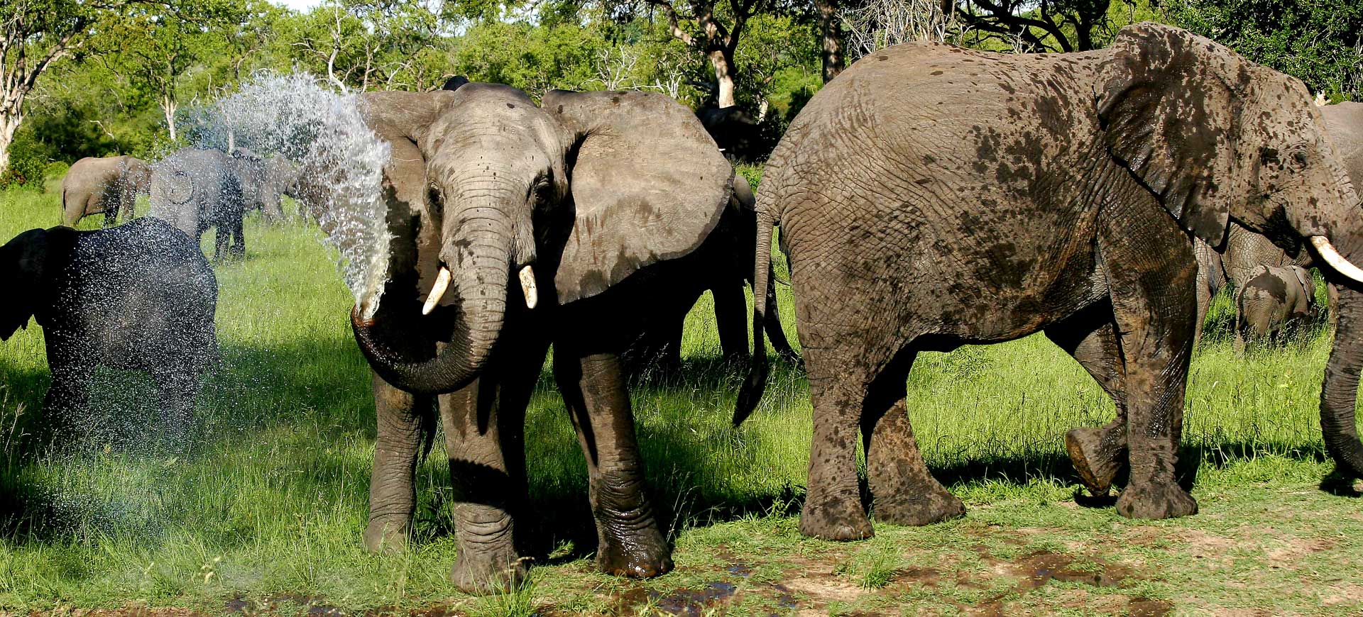 Elephant Plains Game Lodge
