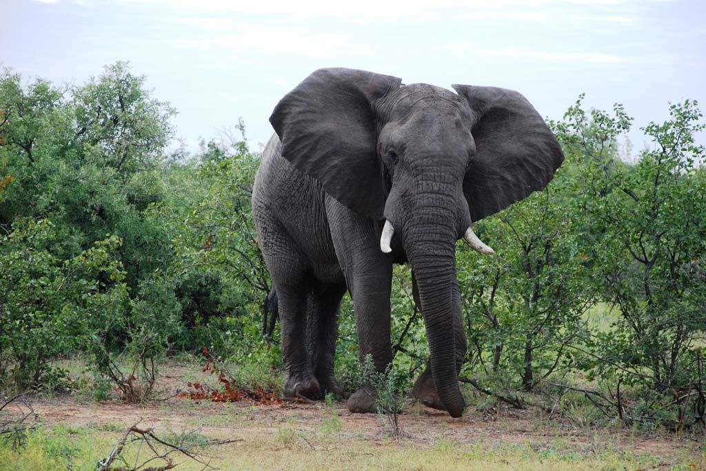 Elephant Country Guesthouse