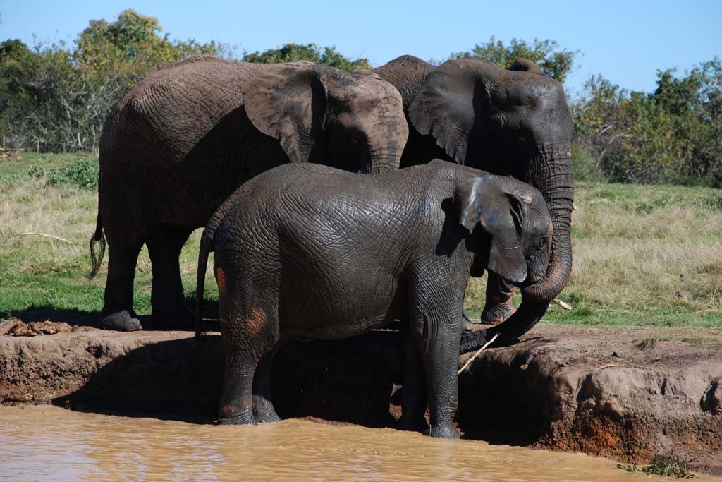 Elephant Country Guesthouse