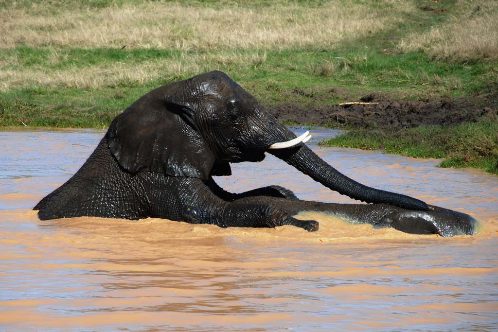 Elephant Country Guesthouse