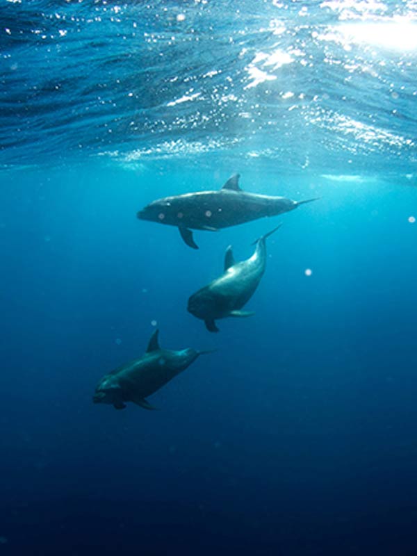 Lyronne image 2
