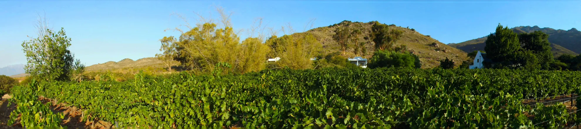 Vineyard with green grapevines and hills in the background under a clear blue sky