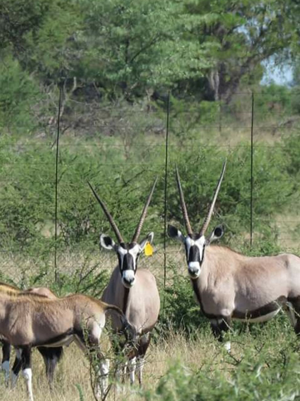 42@Ditholo Game Lodge