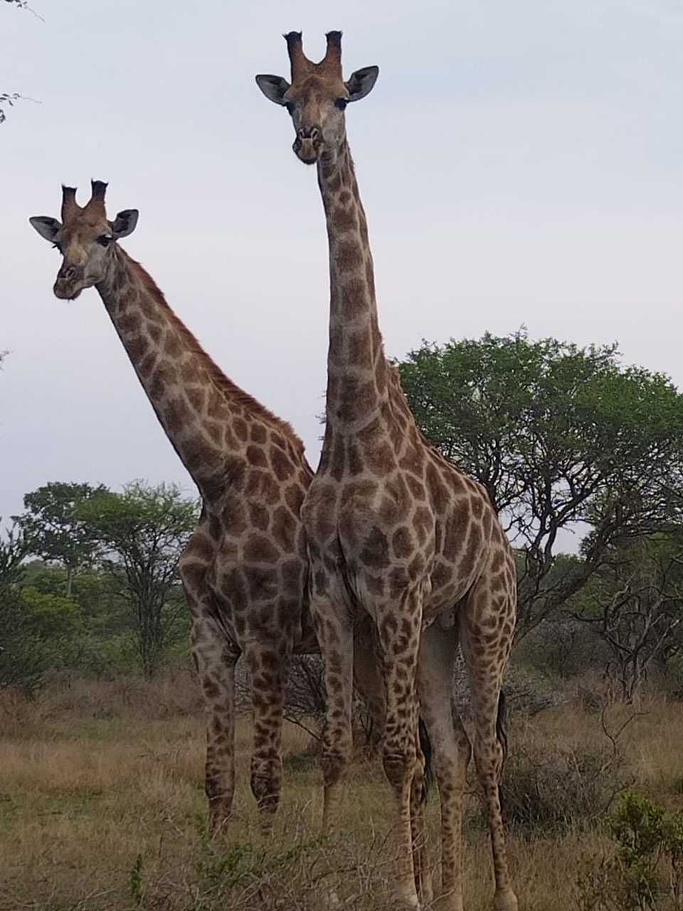 42@Ditholo Game Lodge in Waterberg 5