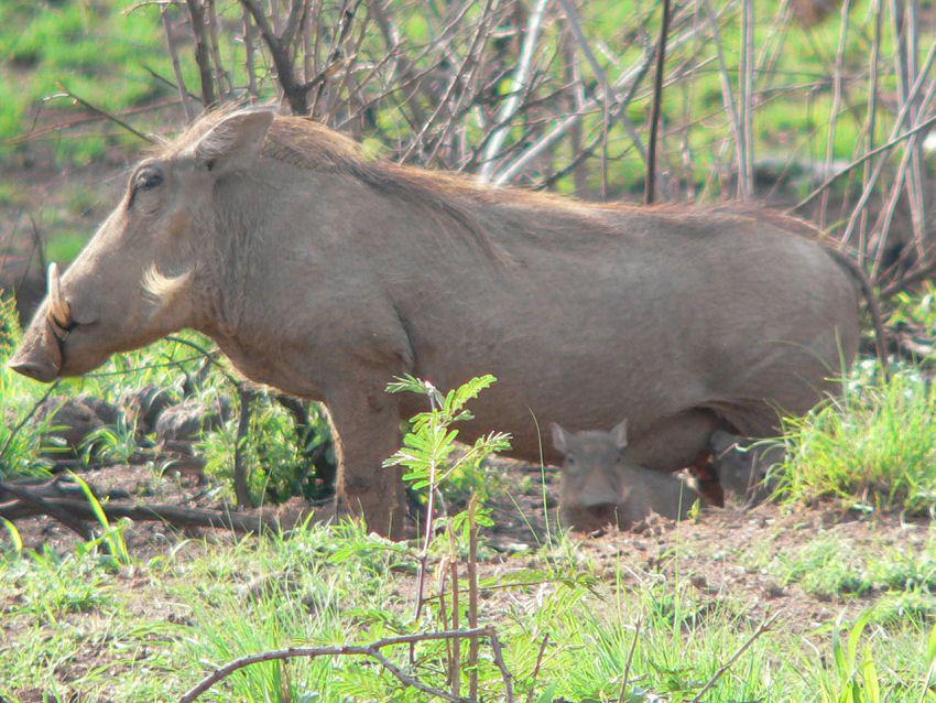 Izintaba Private Game Reserve image 2