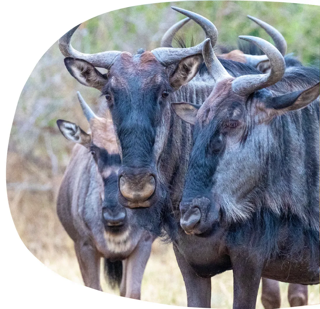 Fifty-Five Mjejane Game Lodge