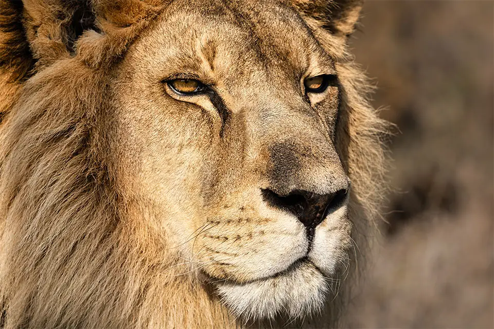 Fifty-Five Mjejane Game Lodge