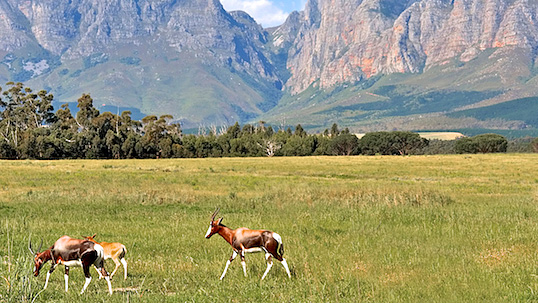 Bloom Estate in Swellendam