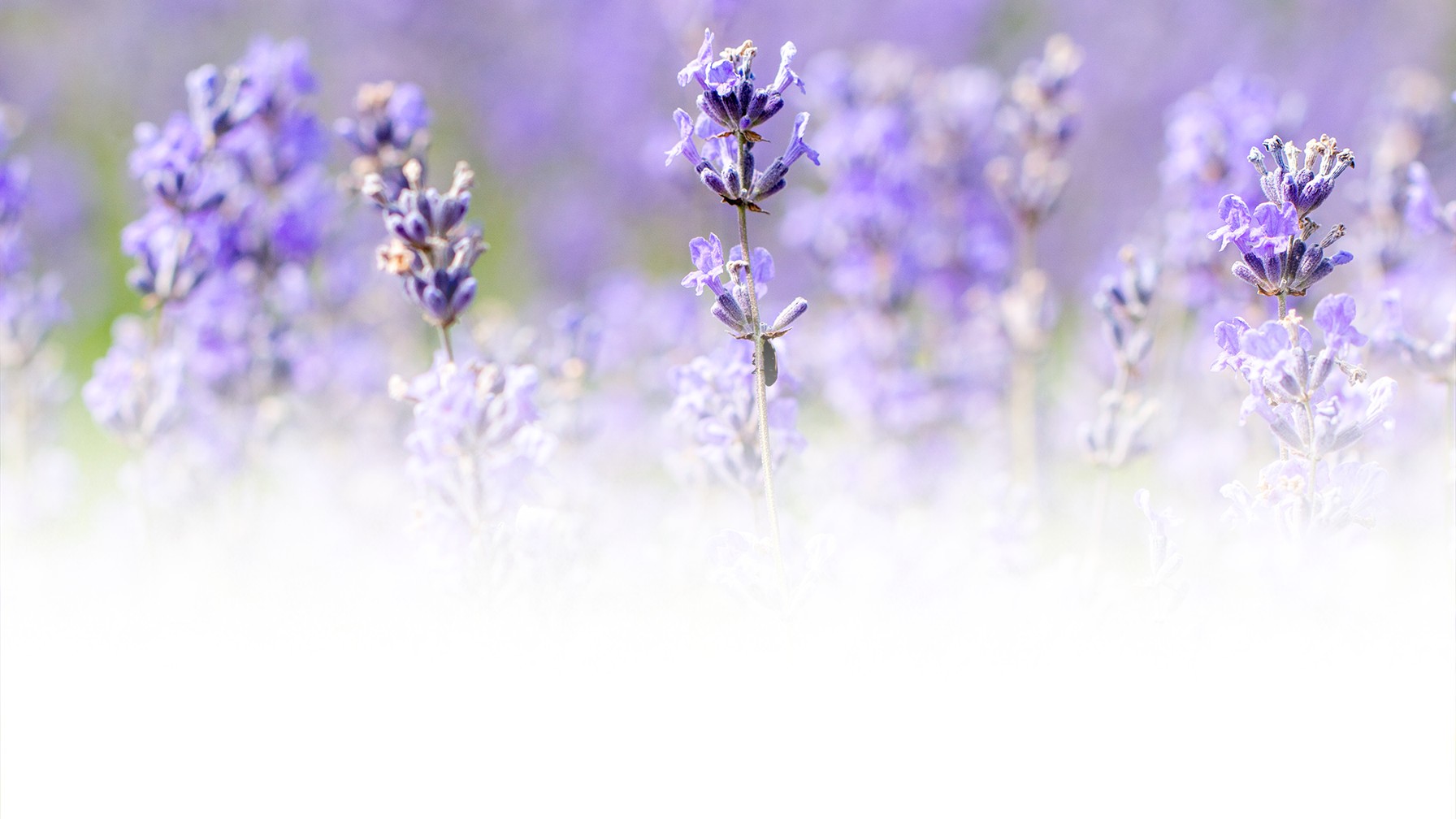 Lavender Guesthouse