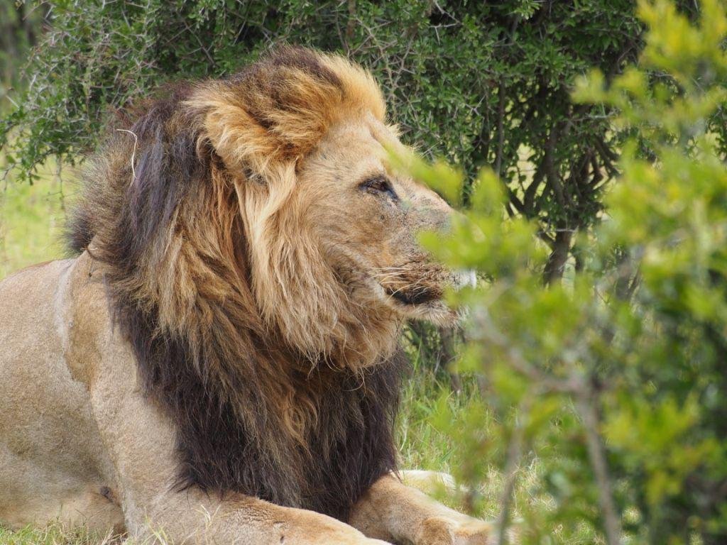Addo Africa Home Eco Lodge