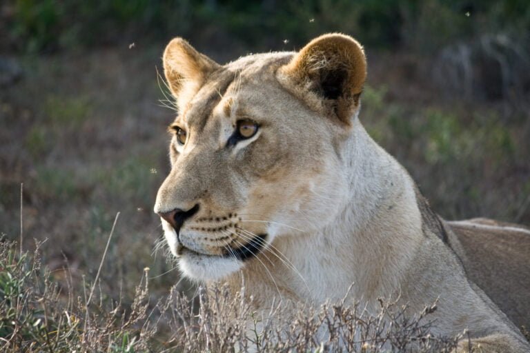Addo Wildlife Lodge