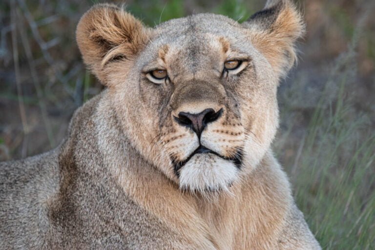 Addo Wildlife Lodge