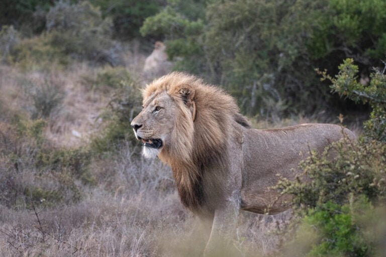 Addo Wildlife Lodge