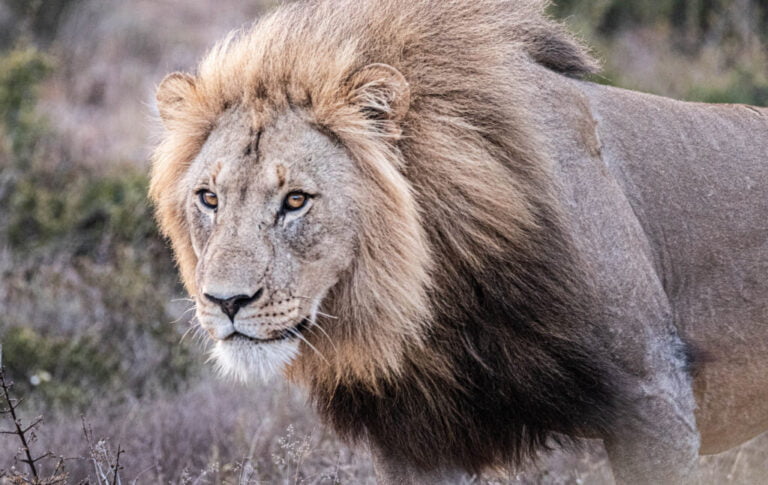 Addo Wildlife Lodge