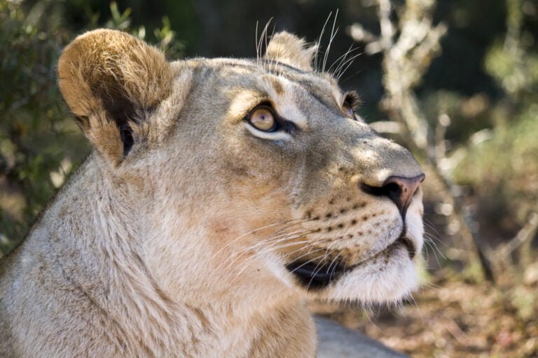 Addo Wildlife Lodge