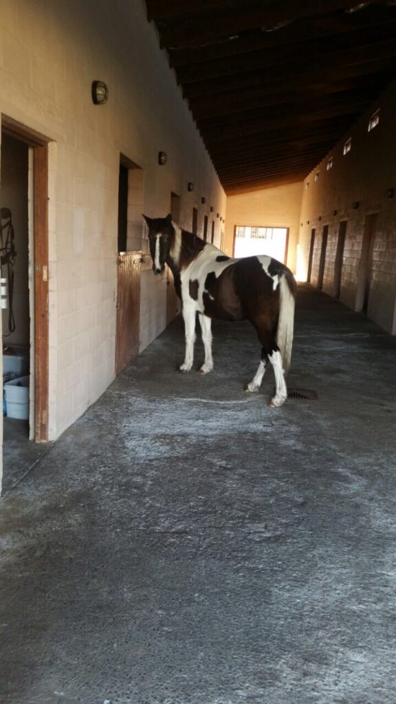 50 Shades of Hay