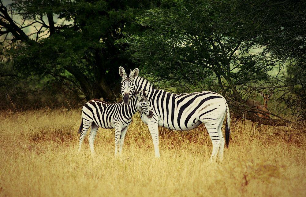 Umthiba Bush Lodge