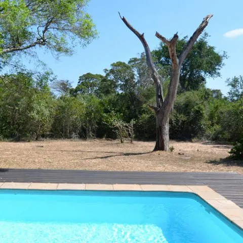 Swimming pool with wooden deck and trees in a dry natural setting