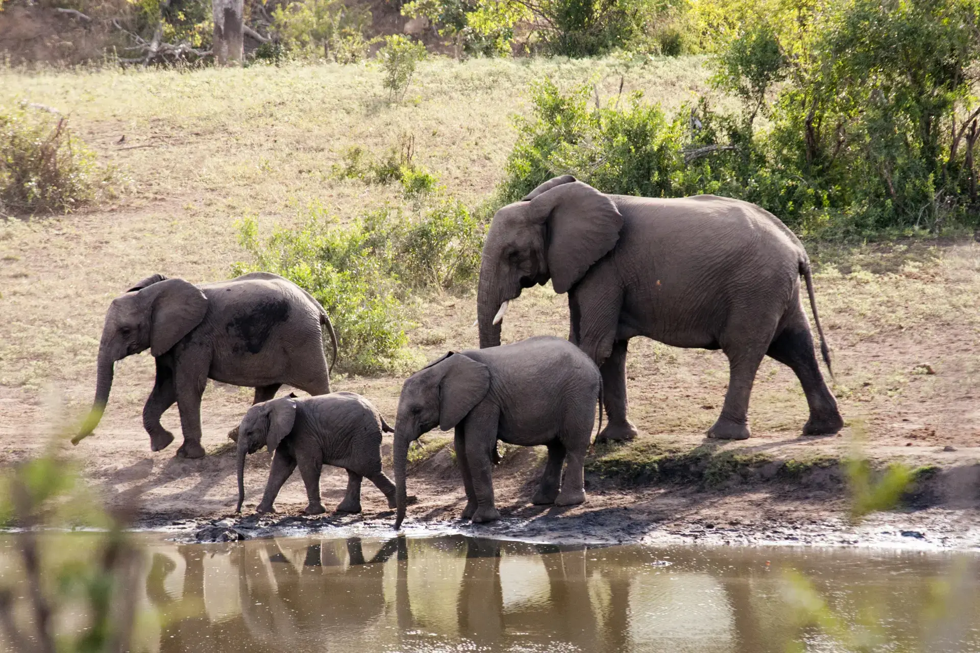 Afri Villa Stays – Marloth Park image 5