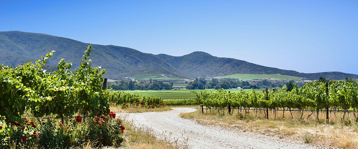 Arendsig Wine Farm