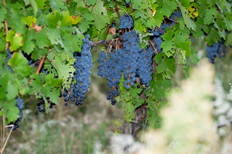 Arendsig Wine Farm