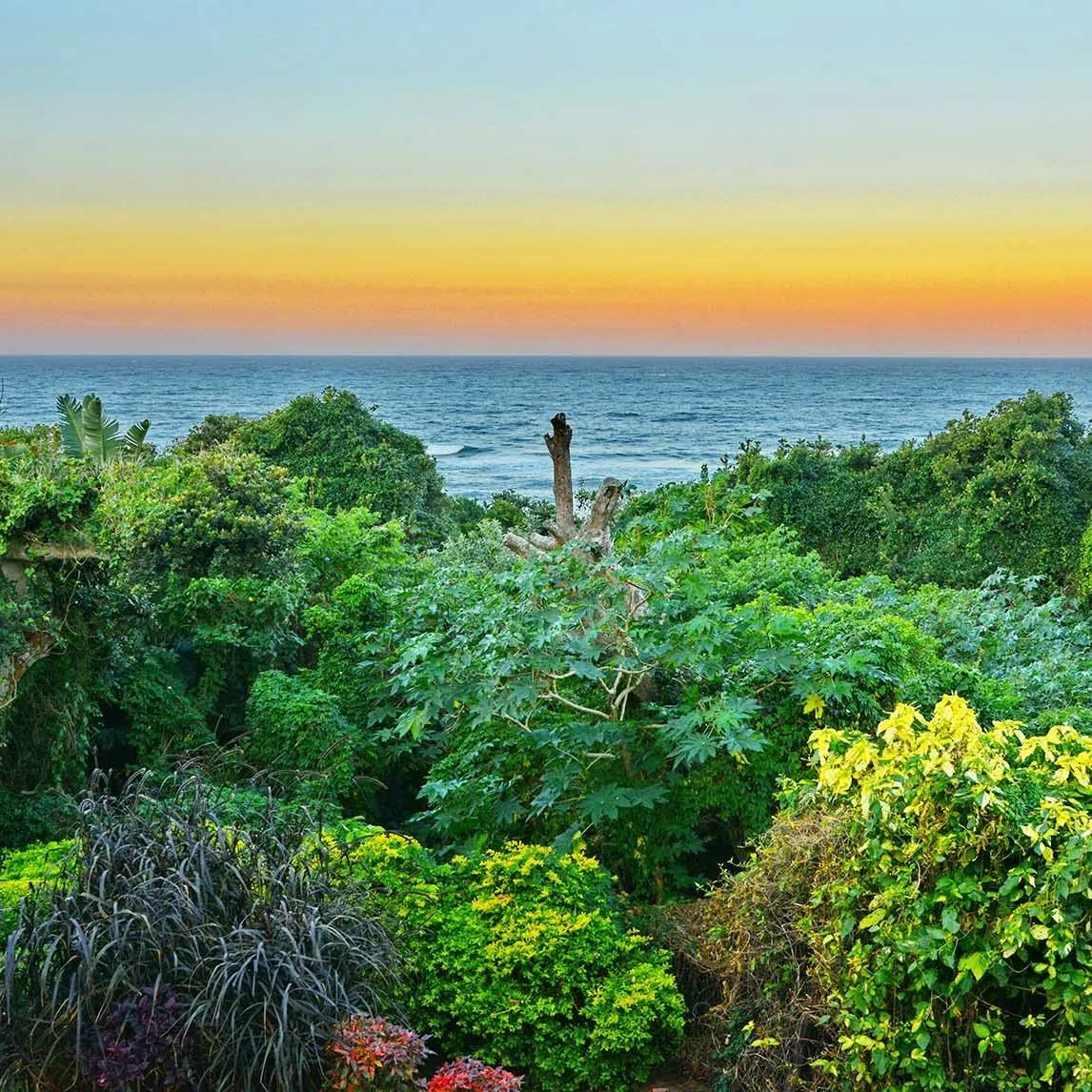 Lush garden overlooking the ocean at sunset