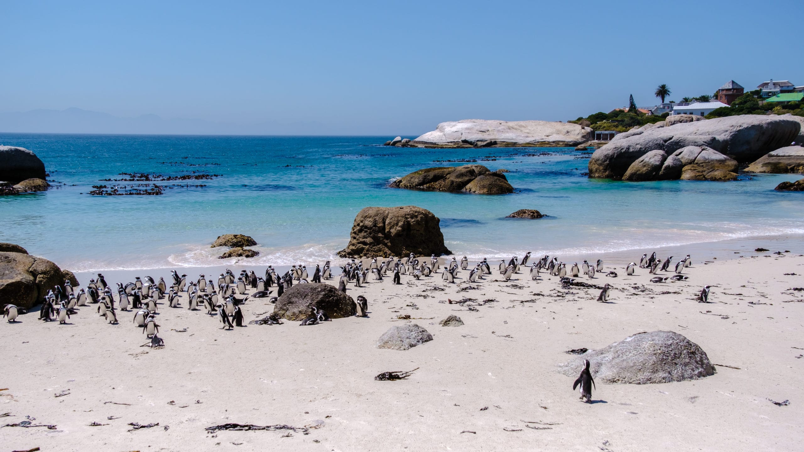 Atzaró Cape Town image 3