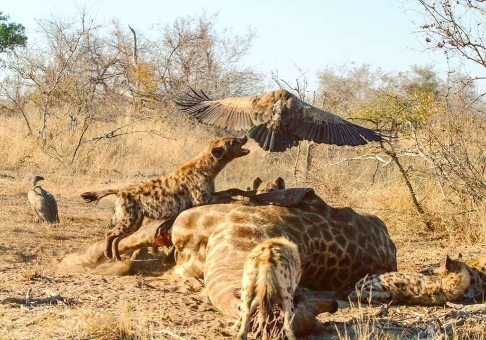 Bateleur Safari Camp