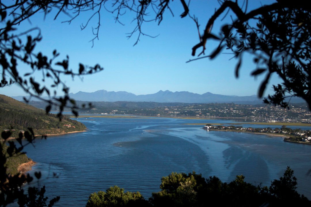 Blue Fern of Knysna image 2