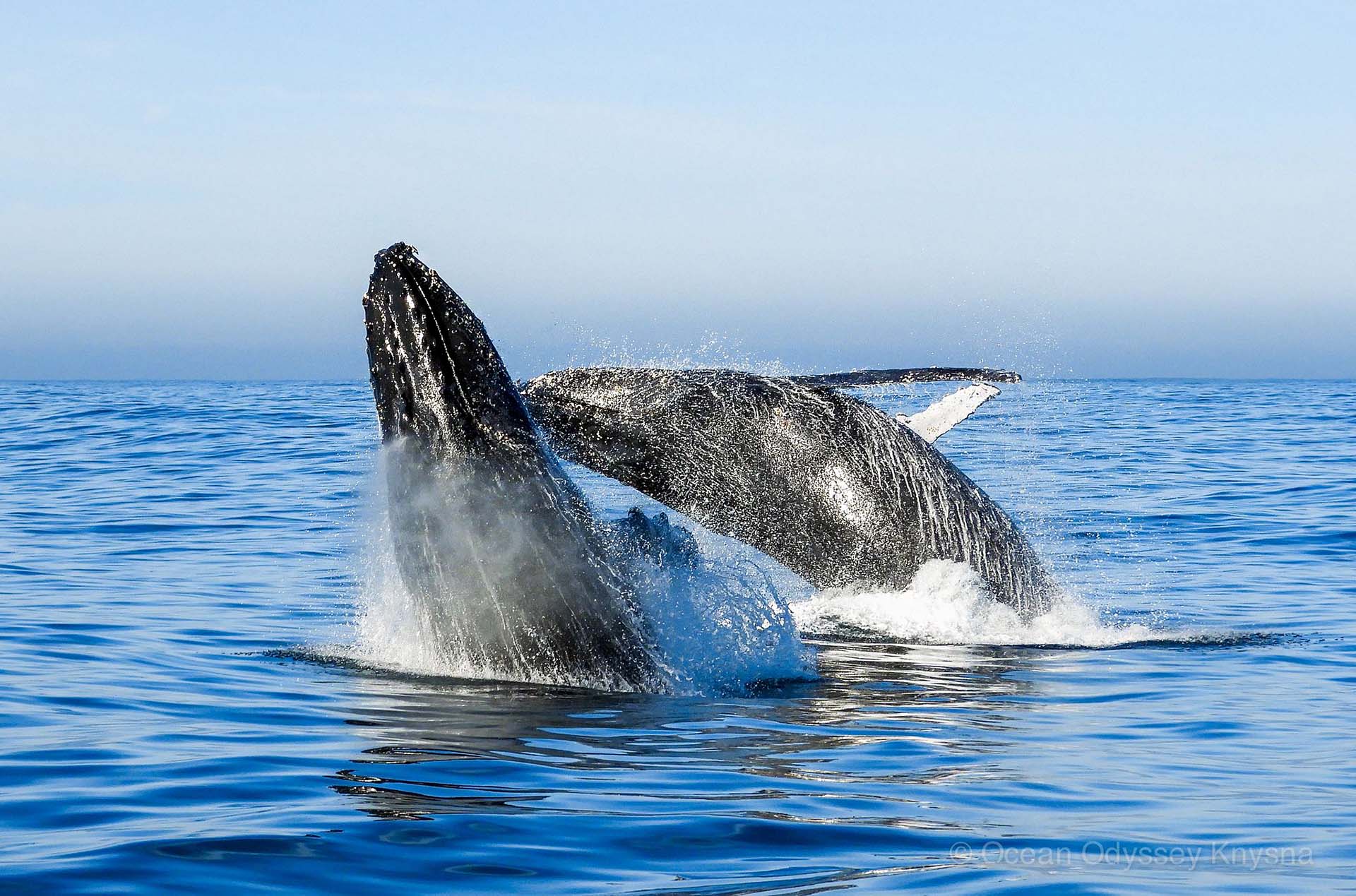 Footprints of Knysna