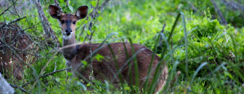 Knysna N2 Lodge image 2