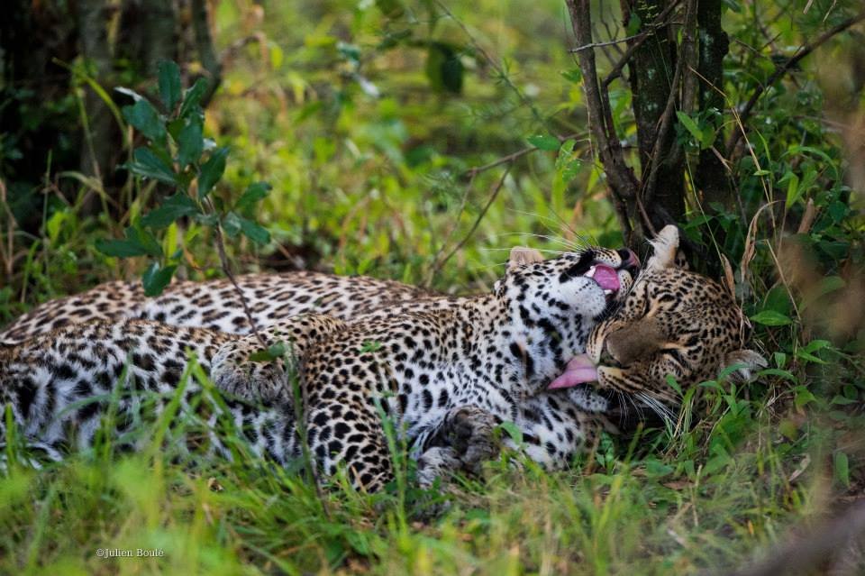 Grand Kruger Safari Lodge & Spa