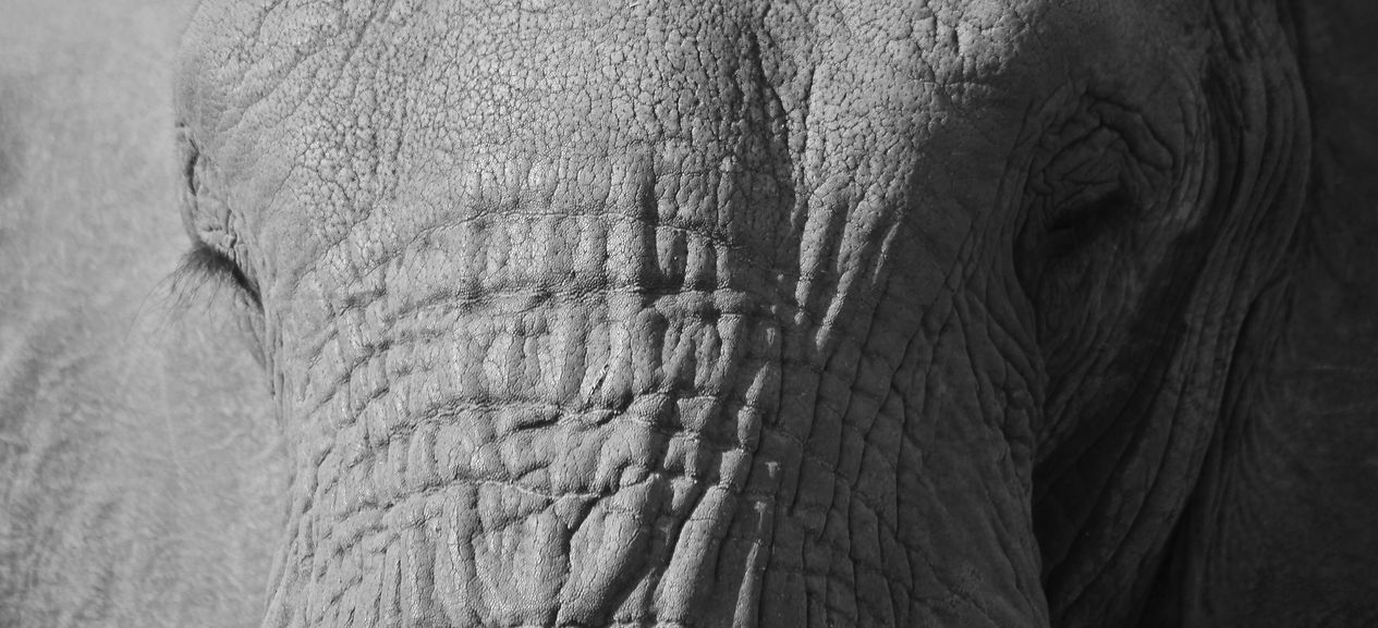 Ivory Wilderness image 2