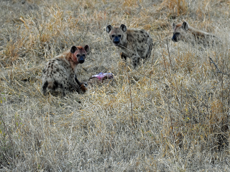 Kruger Adventure Lodge
