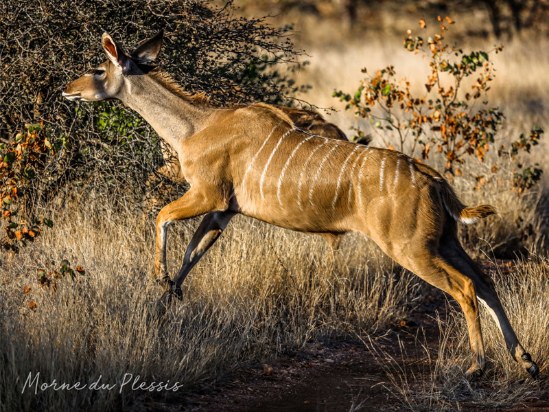 Kruger Adventure Lodge
